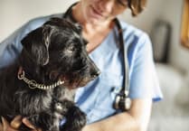 Pet Doctors Woking start work on £1.8m upgrade