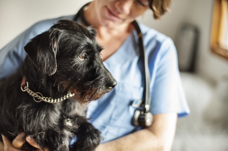 Pet Doctors refurb