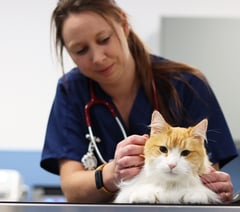 A purr-fect time for a check-up at Normandy vets