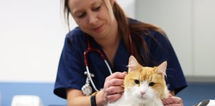 A purr-fect time for a check-up at Normandy vets