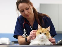 A purr-fect time for a check-up at Normandy vets