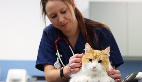 A purr-fect time for a check-up at Normandy vets