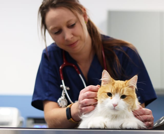 A purr-fect time for a check-up at Normandy vets