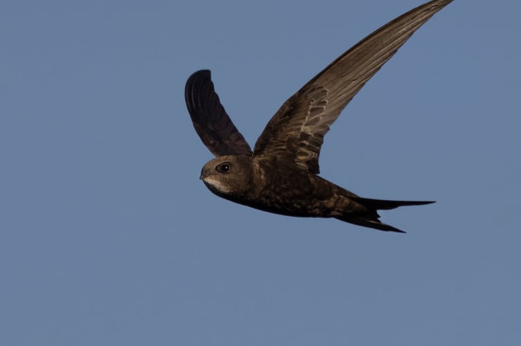 A swift in flight above the Surrey Hills