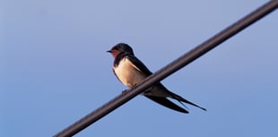 Enjoy seeing our “soaring superstars” this summer
