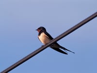 Enjoy seeing our “soaring superstars” this summer