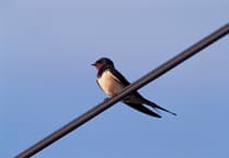 Enjoy seeing our “soaring superstars” this summer