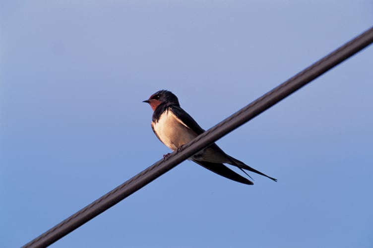 Swallow bird Hertfordshire