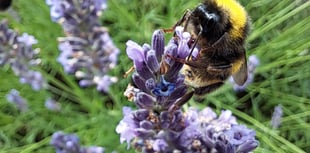 Nature project reaches successful conclusion