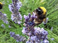 Nature project reaches successful conclusion