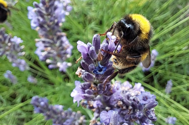 Space4Nature is benefiting pollinators. (Photo by Sue Slater)