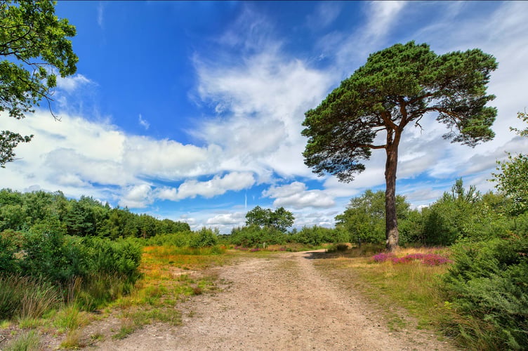 Chobham Common was one of the first test sites. (Photo from Surrey Wildlife Trust)
