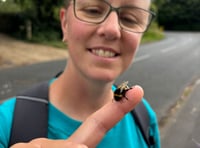 Time to make a beeline for Hive Helpers