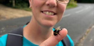 Time to make a beeline for Hive Helpers