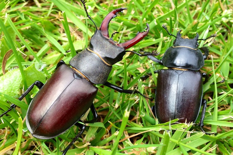 Male, left, and female stag beetles. Credit: Ross Bower