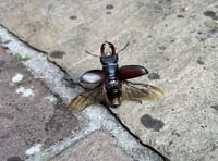 Make note if you see one of the beetles