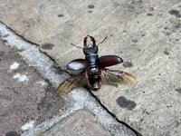 Make note if you see one of the beetles