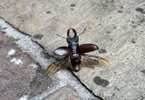 Keep record if you see one of the beetles