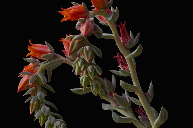Succulent by Mike Moorwood Open Class Highly commended_