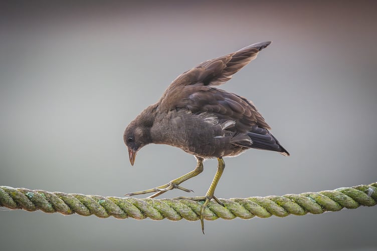 Juvenile Moorhen Mastering the Art of Balance by Mike Tibbotts. Advanced class, third place