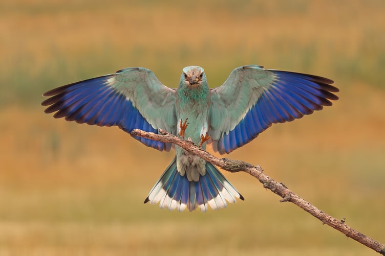 Roller with Wings Spread by Annie Fluke Open Class Highly commended_