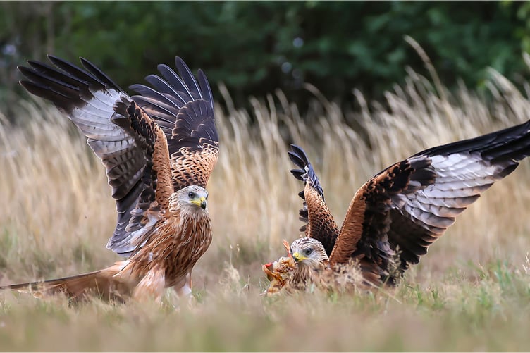 Red Kites Battle for Food by Wendy Almond Open Class Third place
