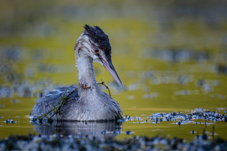 Juvenile Grebe Fishing by Mike Tibbotts Advanced class Highly commended