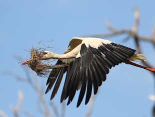 Rare birds find place to call home in Burpham