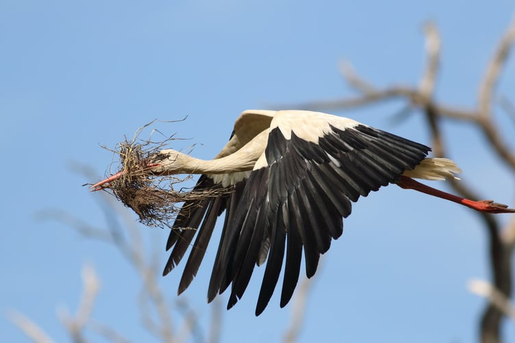 White stork