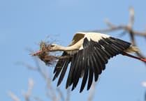 Rare birds find place to call home in Guildford