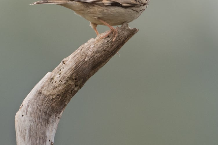 Woodlark by Liz Cutting BTO