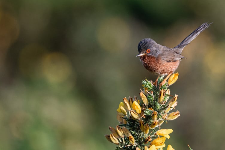 Dartford Warbler by Philip Croft BTO