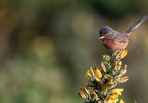 Heathland birds at risk from summer fires