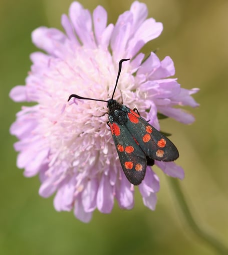 The Six-spot Burnet -a moth to look out for. Dean Morley, Butterfly Conservation