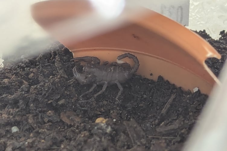 The scorpion at a Surrey garden centre.