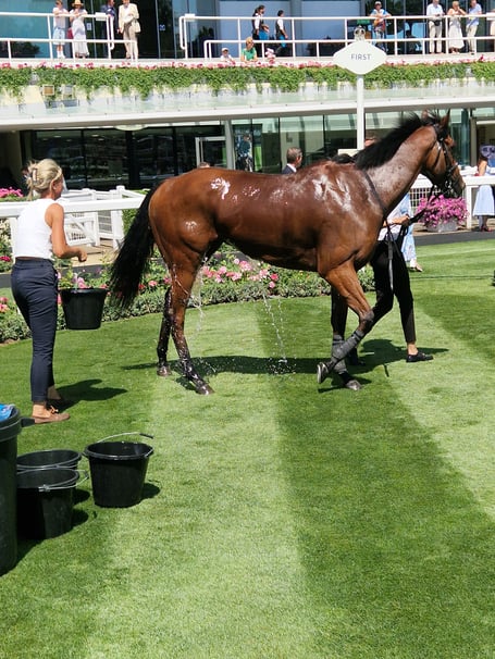 Dubai Bling at Ascot (Photo: Peter Moore)
