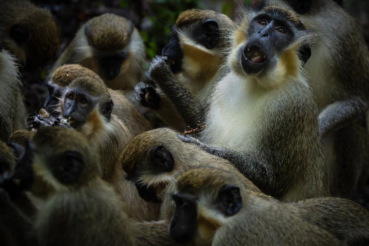 Stephen Eberhardt: Barbados green monkeys