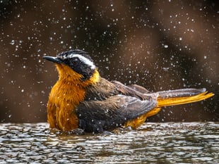 Woking Photographic Society exhibition returns to library