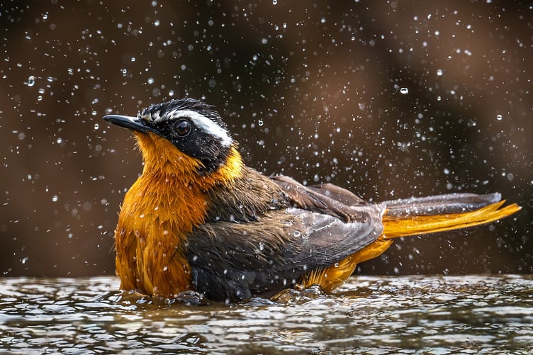 Jane Hibbert: White-browed Robin-Chat taking a bath