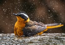 Woking Photographic Society exhibition returns to library