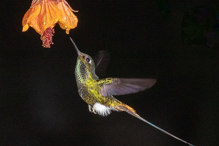 Annie Fluke: Booted Raquet-tail on flower