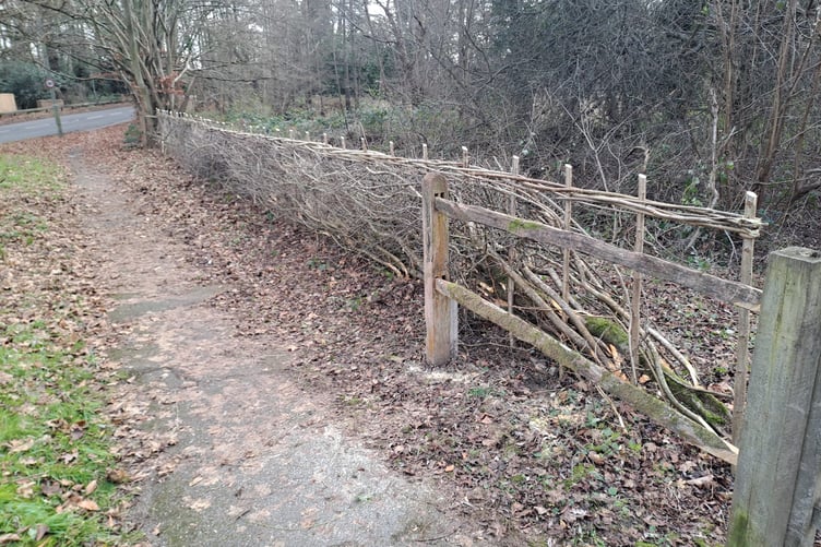 The new hedge at Fox Corner, in January 2026