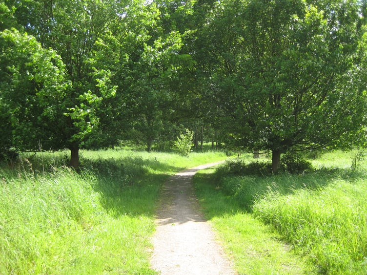 The main path through the Fox Corner reserve