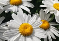 The ox-eye daisy that won hearts — and invaded fields