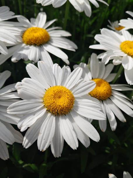 Ox-eye daisy