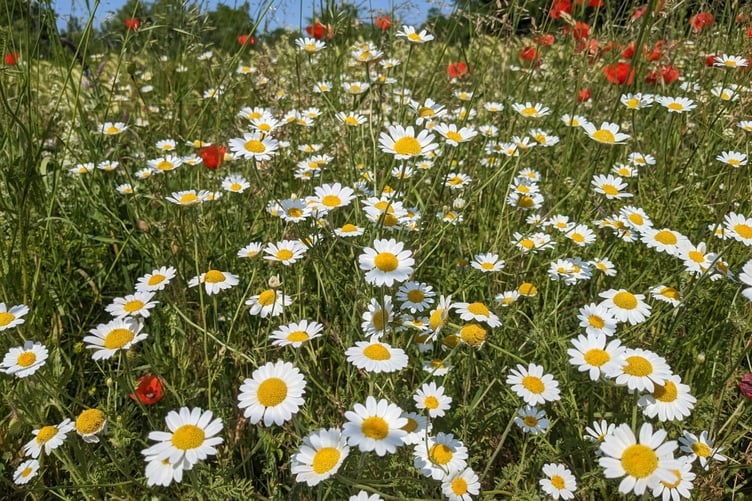 A meadow filled with ox-eye daisies in full bloom during the height of summer.