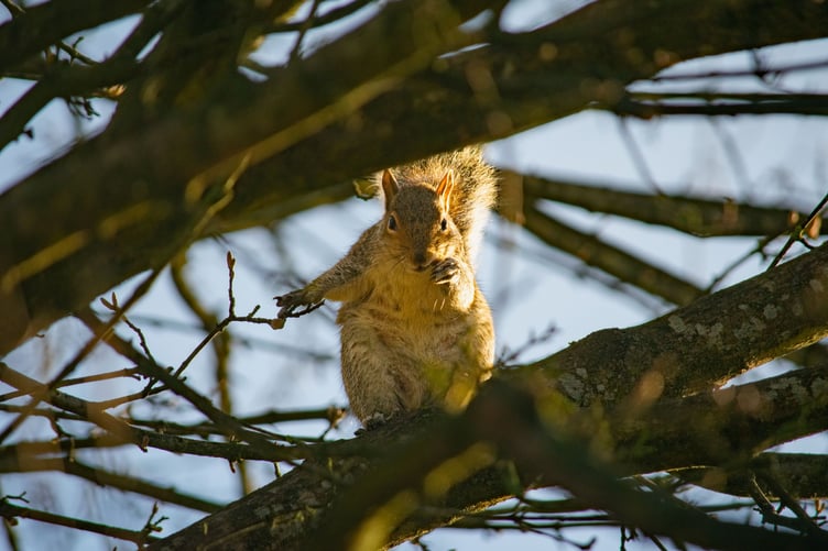 Brooklands Wildlife