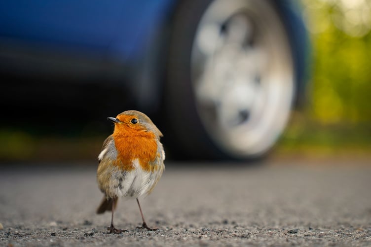 Brooklands Wildlife