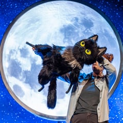 Imagined adventures of Dermot's cat on stage