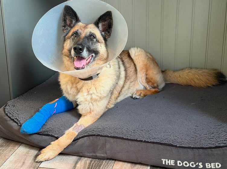Retired Surrey police dog Polly recovering from her treatment.